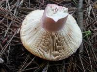 Russula sanguinaria image