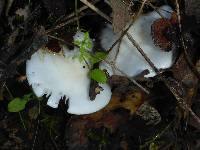 Hygrophorus eburneus image