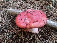 Russula sanguinaria image