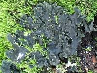 Peltigera collina image