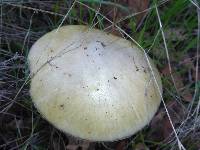 Amanita phalloides image