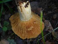 Lactarius alnicola image