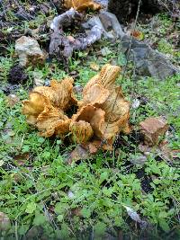 Omphalotus olivascens image