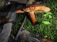 Lactarius rufulus image