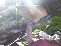 Pseudoclitocybe cyathiformis image