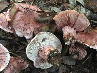 Hygrophorus russula image