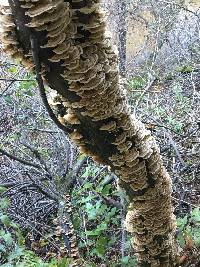 Trametes versicolor image