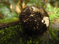 Lycoperdon compactum image