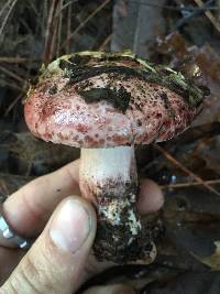 Hygrophorus russula image