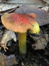 Hygrocybe singeri image