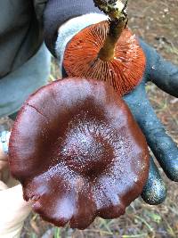 Cortinarius smithii image