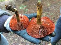 Cortinarius smithii image