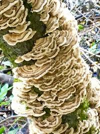 Trametes versicolor image