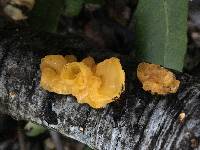 Tremella mesenterica image