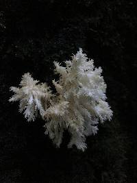 Hericium coralloides image