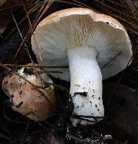 Leucopaxillus gentianeus image