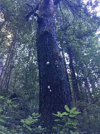 Hericium coralloides image