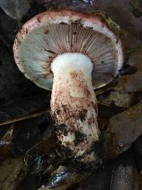 Hygrophorus russula image