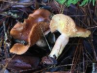 Lactarius xanthogalactus image