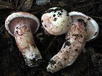 Hygrophorus russula image