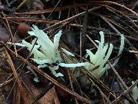 Clavaria fragilis image