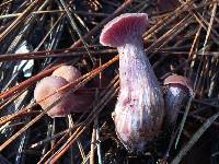 Laccaria amethysteo-occidentalis image