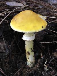 Amanita augusta image