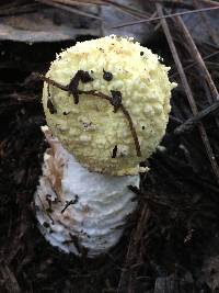 Amanita augusta image