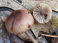 Mycena haematopus image