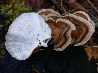 Trametes versicolor image