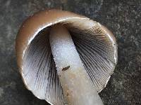 Psathyrella longipes image