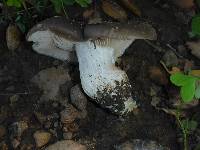 Entoloma ferruginans image