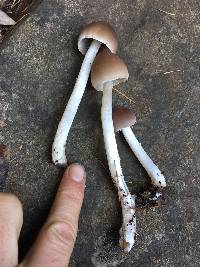 Psathyrella longipes image