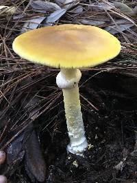 Amanita augusta image