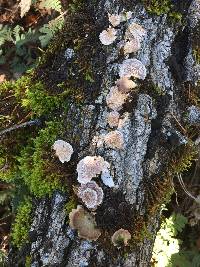 Schizophyllum commune image