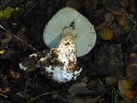 Amanita phalloides image