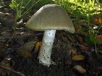 Amanita phalloides image