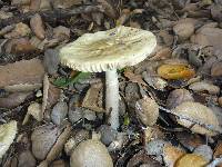 Amanita phalloides image