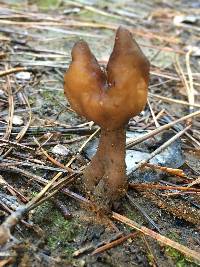 Gyromitra infula image