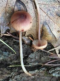 Mycena haematopus image