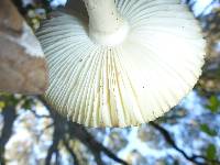 Amanita phalloides image