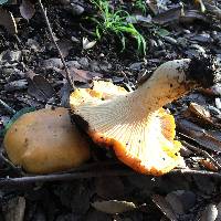 Cantharellus californicus image