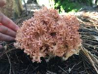 Image of Ramaria botrytoides