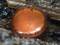 Scutellinia scutellata image