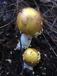 Amanita augusta image