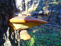 Fomitopsis pinicola image