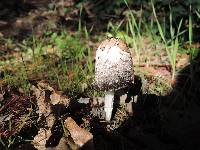 Coprinus comatus image