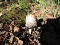 Coprinus comatus image