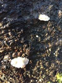 Schizophyllum commune image