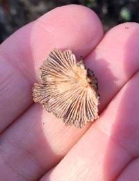 Schizophyllum commune image